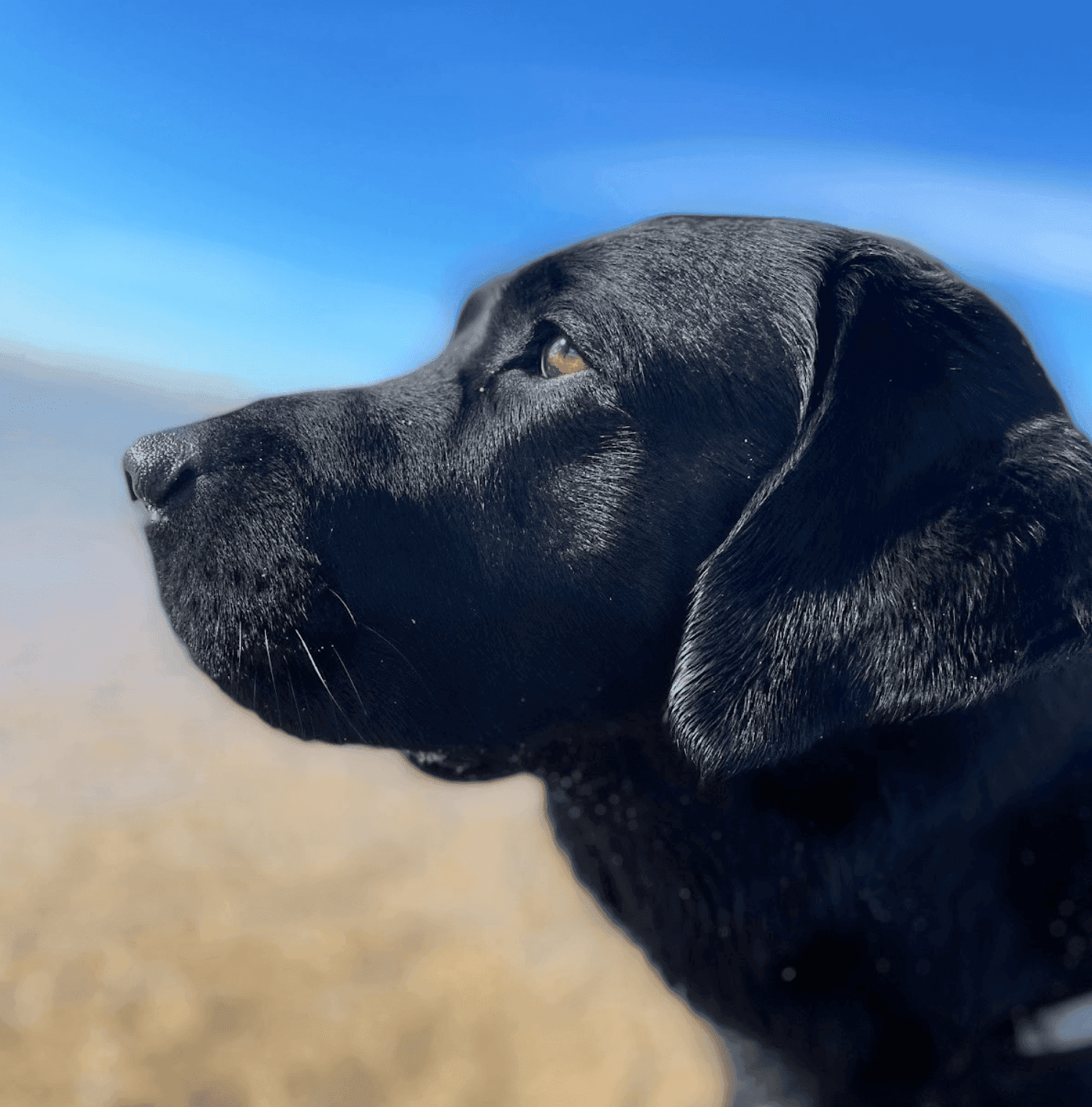 How a Therapy Dog Can Help in Kids' Speech Pathology Sessions